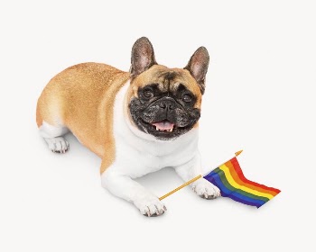 Pride month dog image, isolated | Free Photo - rawpixel