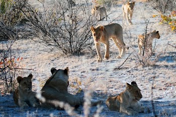Pride of Lions