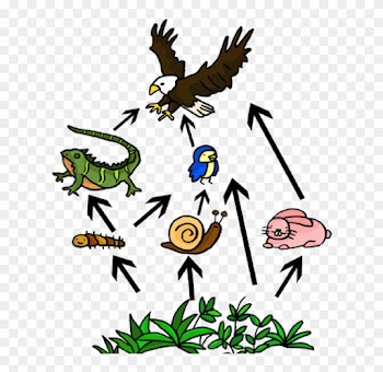 Primary Consumer - Food Web Easy To Draw