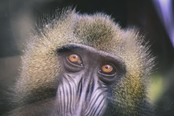 Primate's Head