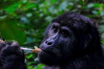 Primate Near Green Leafed Plant