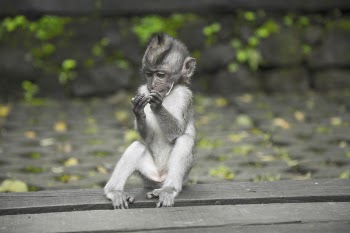 Primate Sitting On Wooden Surface