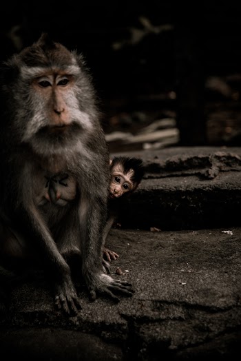 Primates