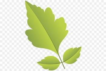 Primavera Green Leaf - Leaf 