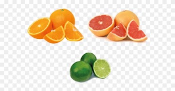 Primer Boceto De Animales, Frutas Y Botella - 5 Go Foods