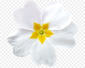 Primrose, Download, Southport, Flowering Plant, Petal PNG
