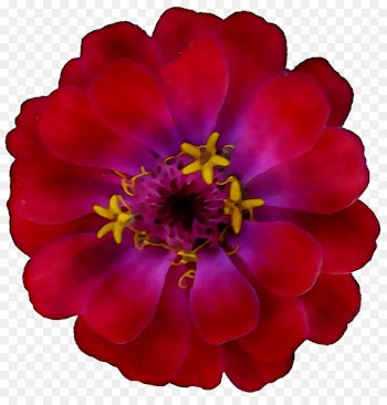 Primrose Violet Magenta Annual plant Plants -  