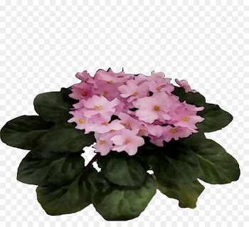 Primrose Violet Pink M Annual plant Plants -  