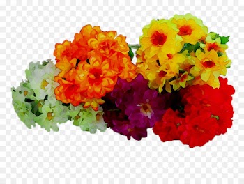 Primrose Yellow Cut flowers Chrysanthemum Annual plant -  