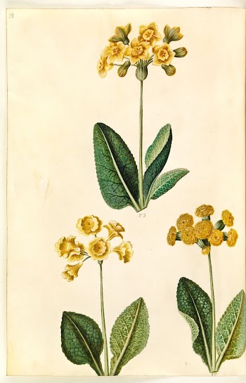 Primula ×polyantha (?);Primula veris (?) | Free Photo - rawpixel