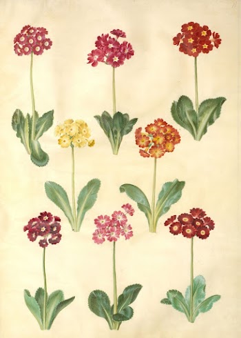 Primula ×pubescens (garden auricle) by Maria | Free Photo - rawpixel