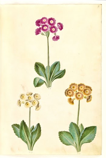 Primula ×pubescens (garden auricle) by Maria | Free Photo - rawpixel