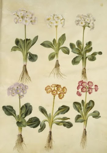 Primula ×pubescens (garden auricle) by Maria | Free Photo - rawpixel
