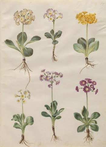 Primula ×pubescens Wulfen (garden auricle) | Free Photo - rawpixel