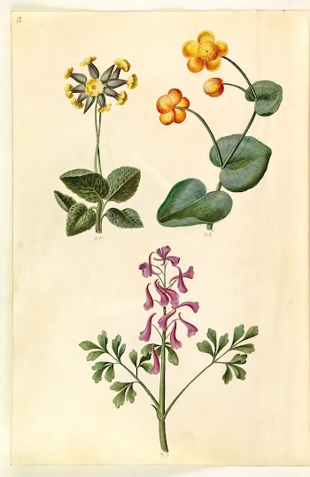 Primula veris (hollow-necked cow primrose);Caltha | Free Photo - rawpixel