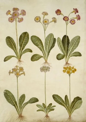 Primula veris (hollow-necked cowpea hybrid);Primula | Free Photo - rawpixel
