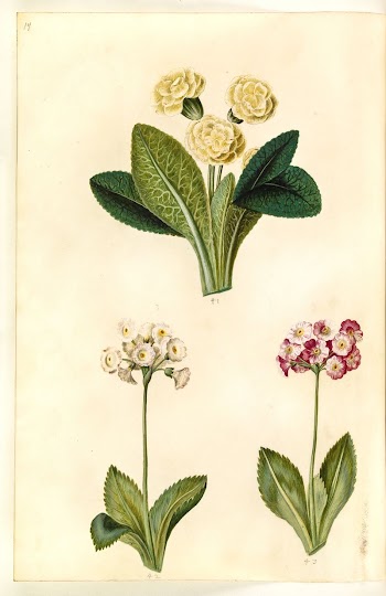 Primula vulgaris (large-flowered cowslip);Primula ×pubescens | Free Photo - rawpixel