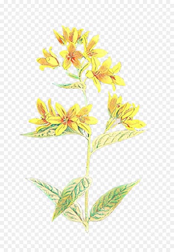 Princess Aurora, Poet, Poetry, Flower, Flowering Plant PNG
