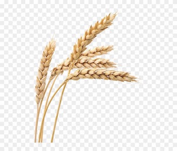 Principles Of Agriculture, Food, And Natural Resources