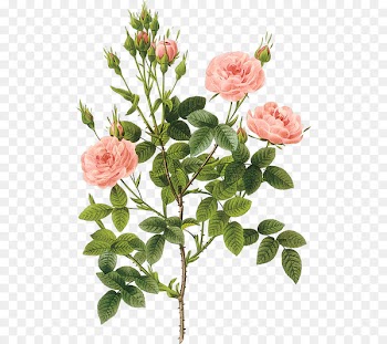 Printmaking Rose Botanical illustration Botany Poster - Rose pink bouquet 