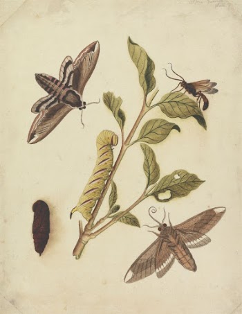 Privet Hawk Moths and Callajoppa | Free Photo - rawpixel