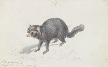 Procyon Cancrivorus, Crab-eating Racoon, Black | Free Photo - rawpixel