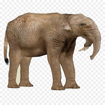 Prodeinotherium Pliocene Miocene Phosphatodraco - deinotherium illustration 