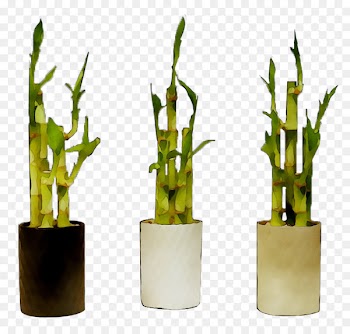 Product design Bamboo -  