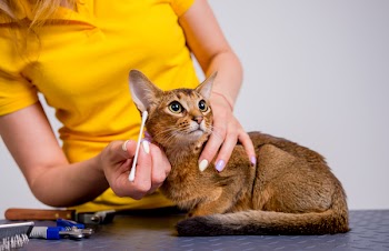 Professional cares for a Abyssinian cat in a specialized salon. Groomers holding tools at the hands. White background