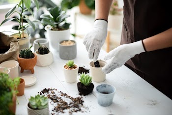 Professional plant nursery worker repotting a… | Free stock photo | High Resolution image