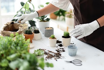 Professional plant nursery worker repotting a… | Free stock photo | High Resolution image
