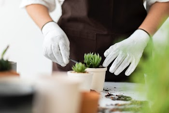 Professional plant nursery worker repotting a… | Free stock photo | High Resolution image