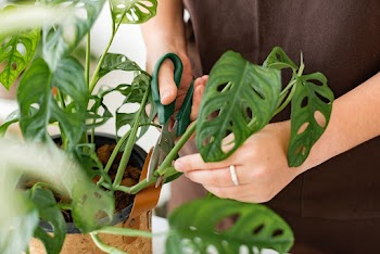 Professional plant nursery worker repotting a… | Free stock photo | High Resolution image