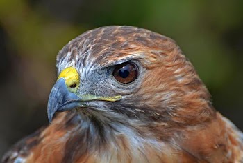 Profile Red Tailed Hawk.JPG