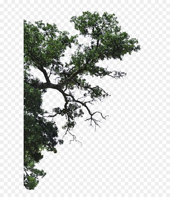 Profine Building Group Pty Ltd Tree Branch - Half of the linden tree branches 