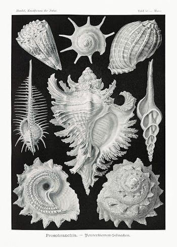 Prosobranchia&ndash;Dorderkiemen Schnecken from Kunstformen der Natur .. | Free public domain illustration - 2270504