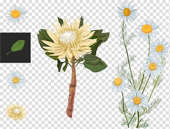 Protea cynaroides Euclidean Flower Watercolor painting, variety of chrysanthemum transparent background PNG clipart
