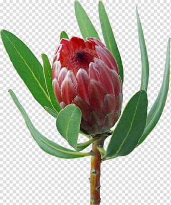 Protea cynaroides Flower bouquet Inflorescence , flower-shaped biscuits transparent background PNG clipart