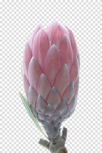 Protea cynaroides Petal Flower Tulip Botanical illustration, Tulip buds transparent background PNG clipart
