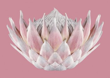 Protea, flower collage element psd | Free PSD - rawpixel