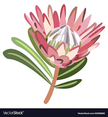protea flower with leaves isolated