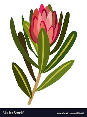 protea flower with leaves isolated