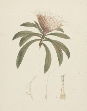 Protea gaguedi  J.F. Gmel. | Free Photo - rawpixel
