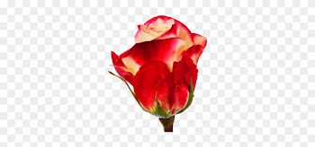 Proud - Garden Roses