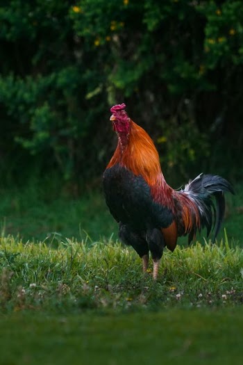 Proud Rooster Standing in Grass