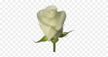 Proud - Rose