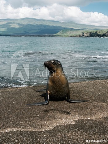 Proud sea lion