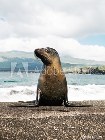Proud sea lion