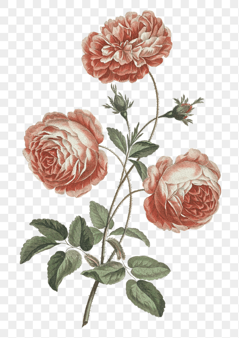 Provence rose png flower sticker, | Free PNG - rawpixel