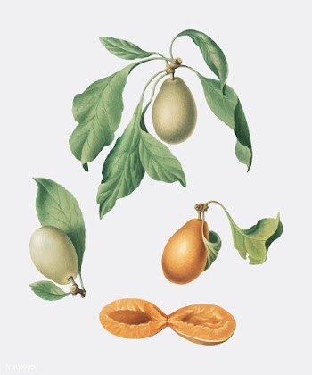 Prune from Pomona Italiana (1817-1839) by Gio.. | Free stock vector - 488021